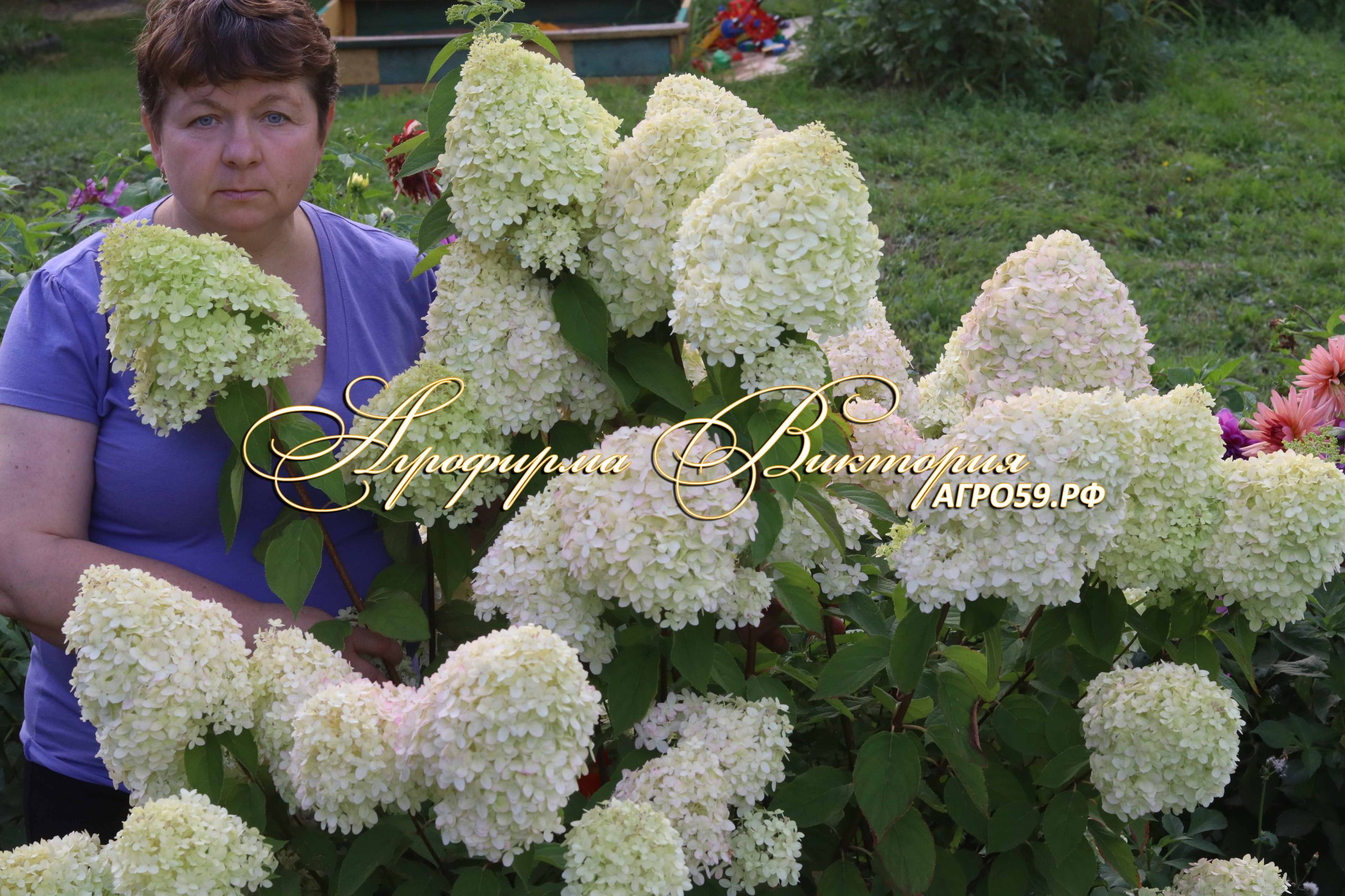 полар