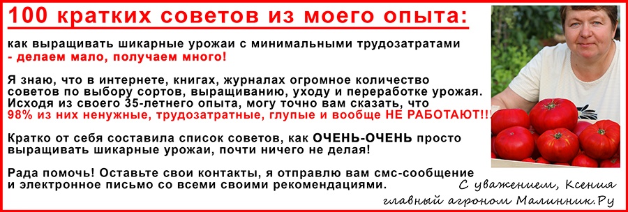 Гортензия метельчатая Фантом фото и описание, посадка и уход в открытом грунте