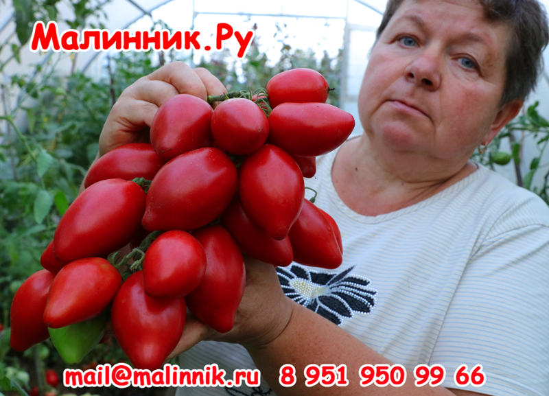 Кубанская Сливка