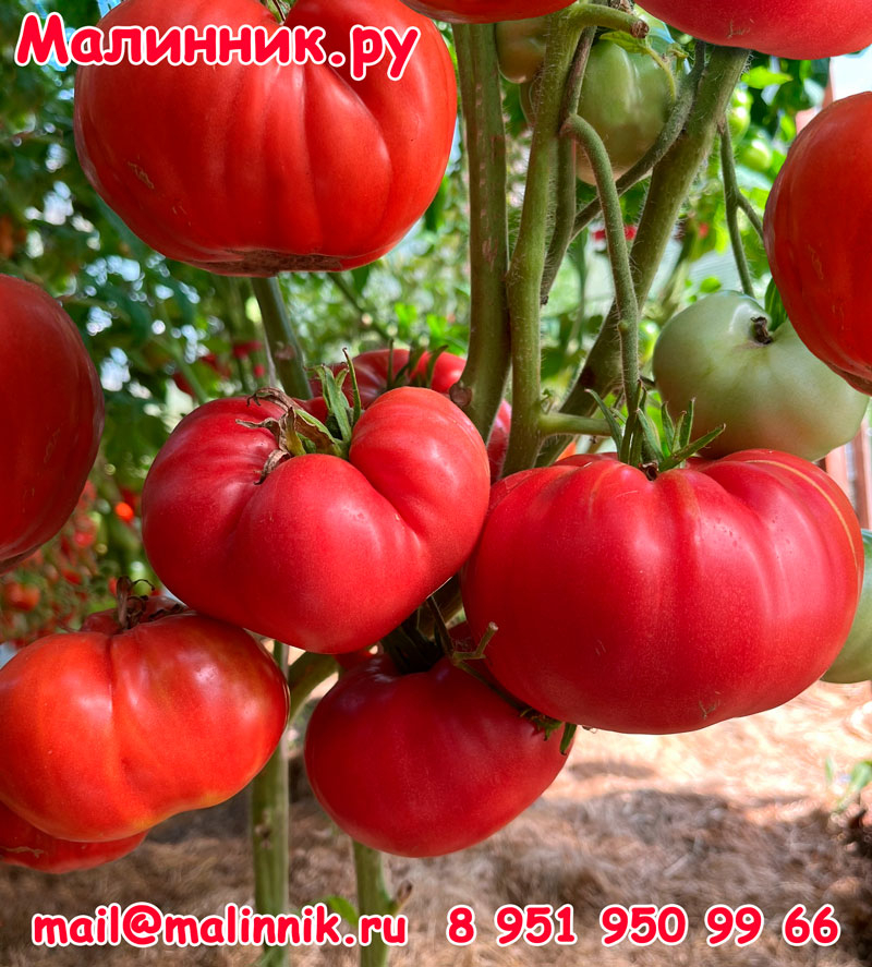 Грунтовый гигант