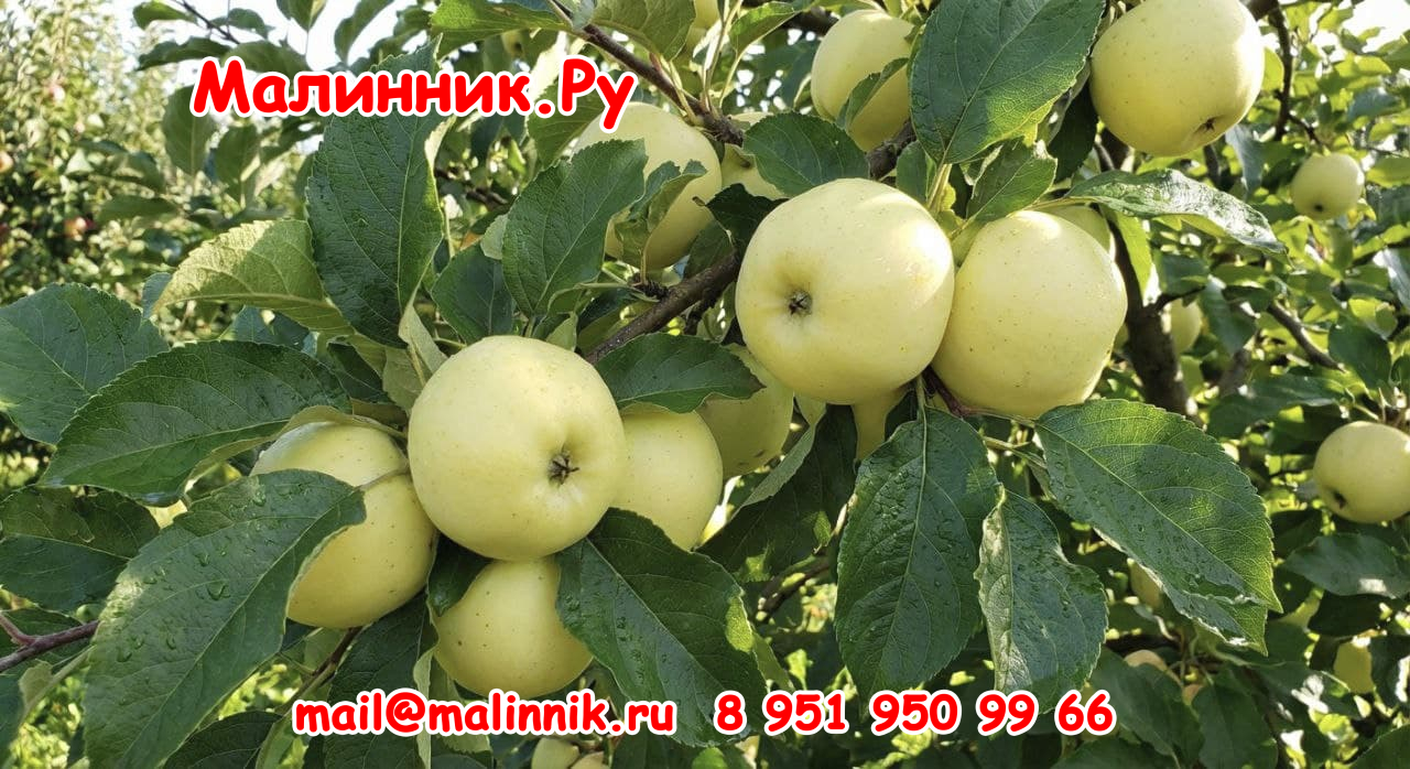 yablonya-belyj-naliv