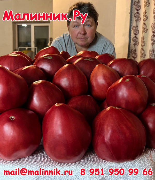 пудовики малиновые